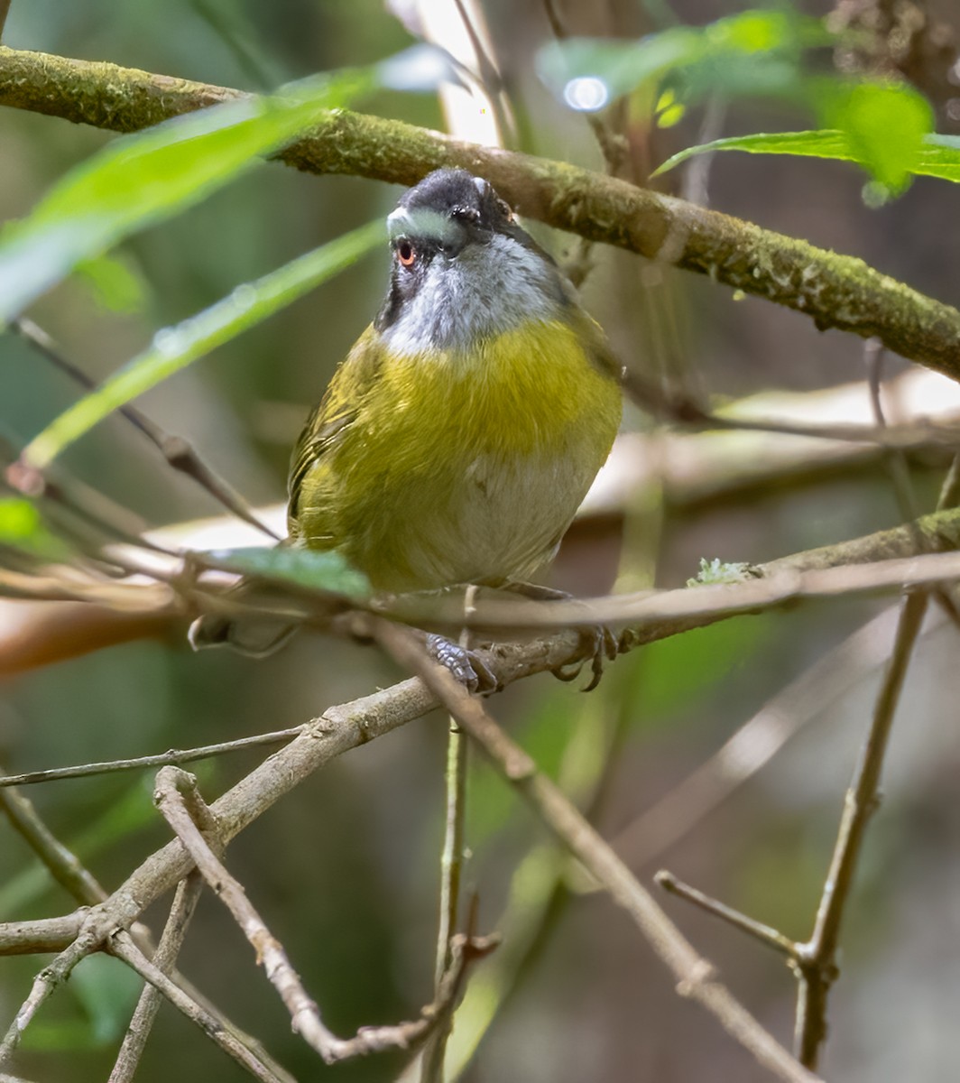 Sooty-capped Chlorospingus - ML618333946