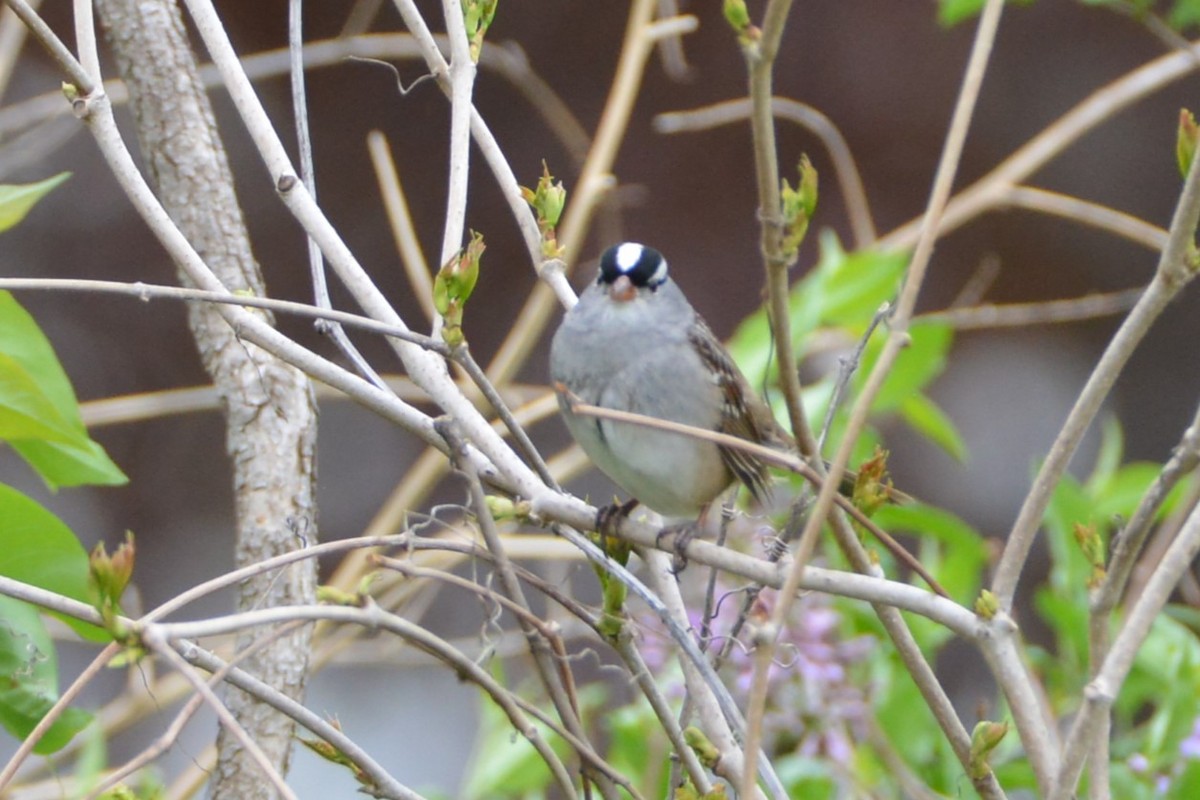 White-crowned Sparrow - ML618333952
