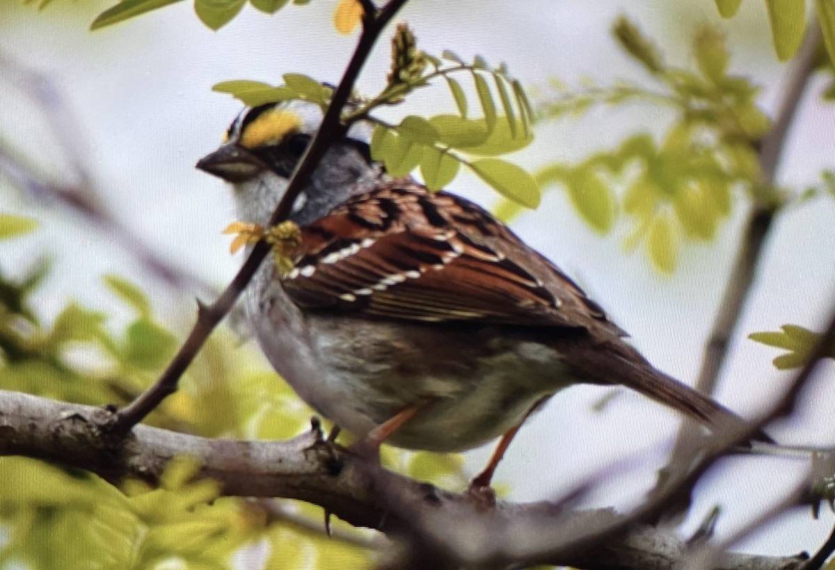 White-throated Sparrow - ML618333994