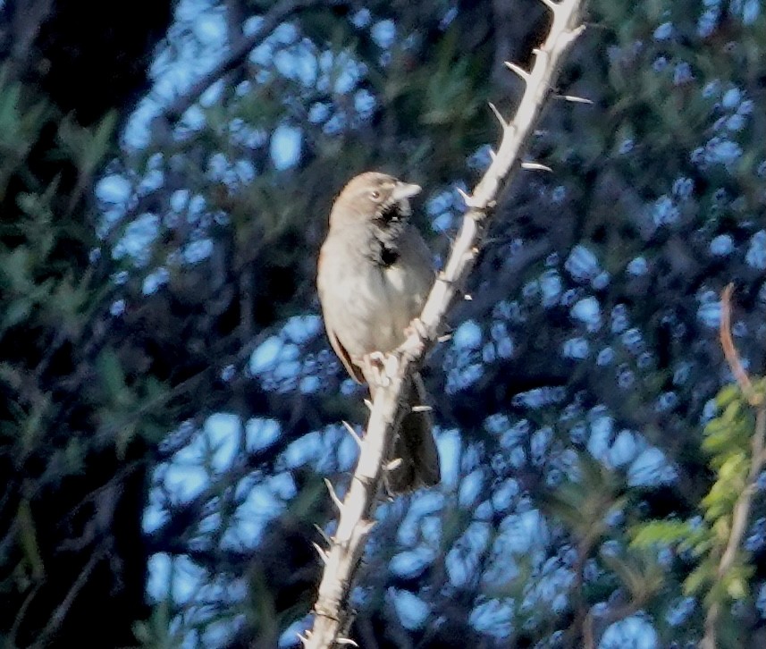 Five-striped Sparrow - ML618334004