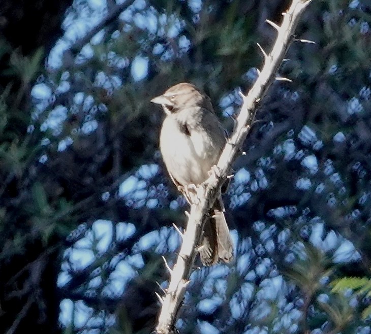 Five-striped Sparrow - Seth Ausubel