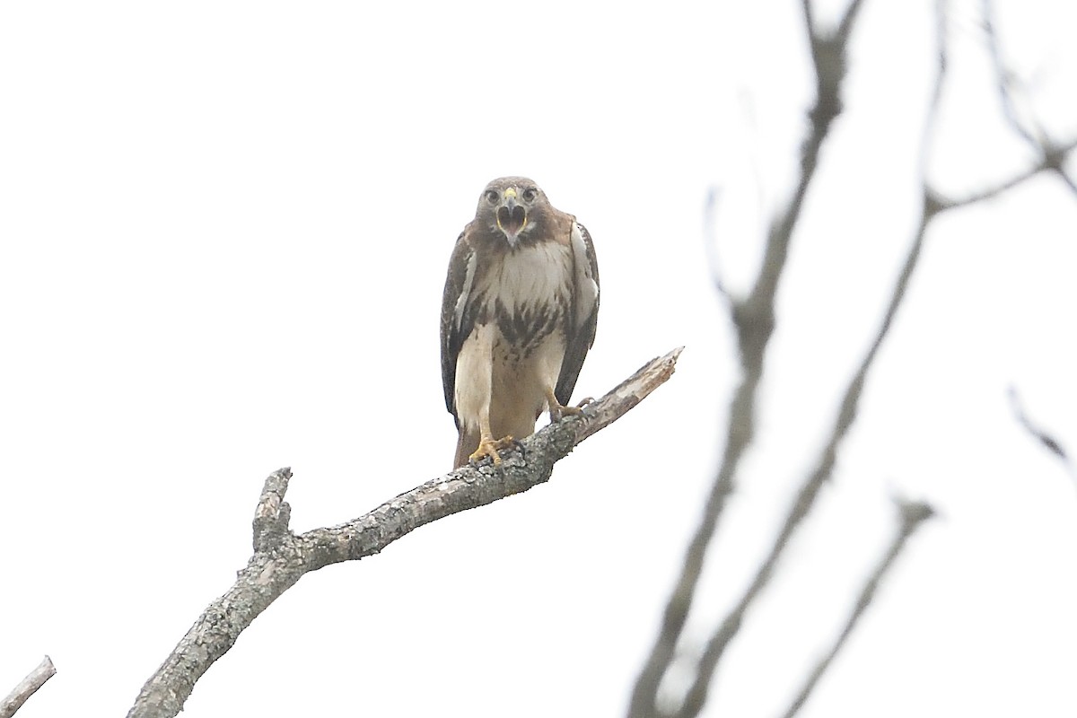 Red-tailed Hawk - ML618334014