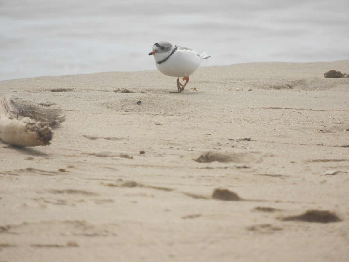 Piping Plover - ML618334015