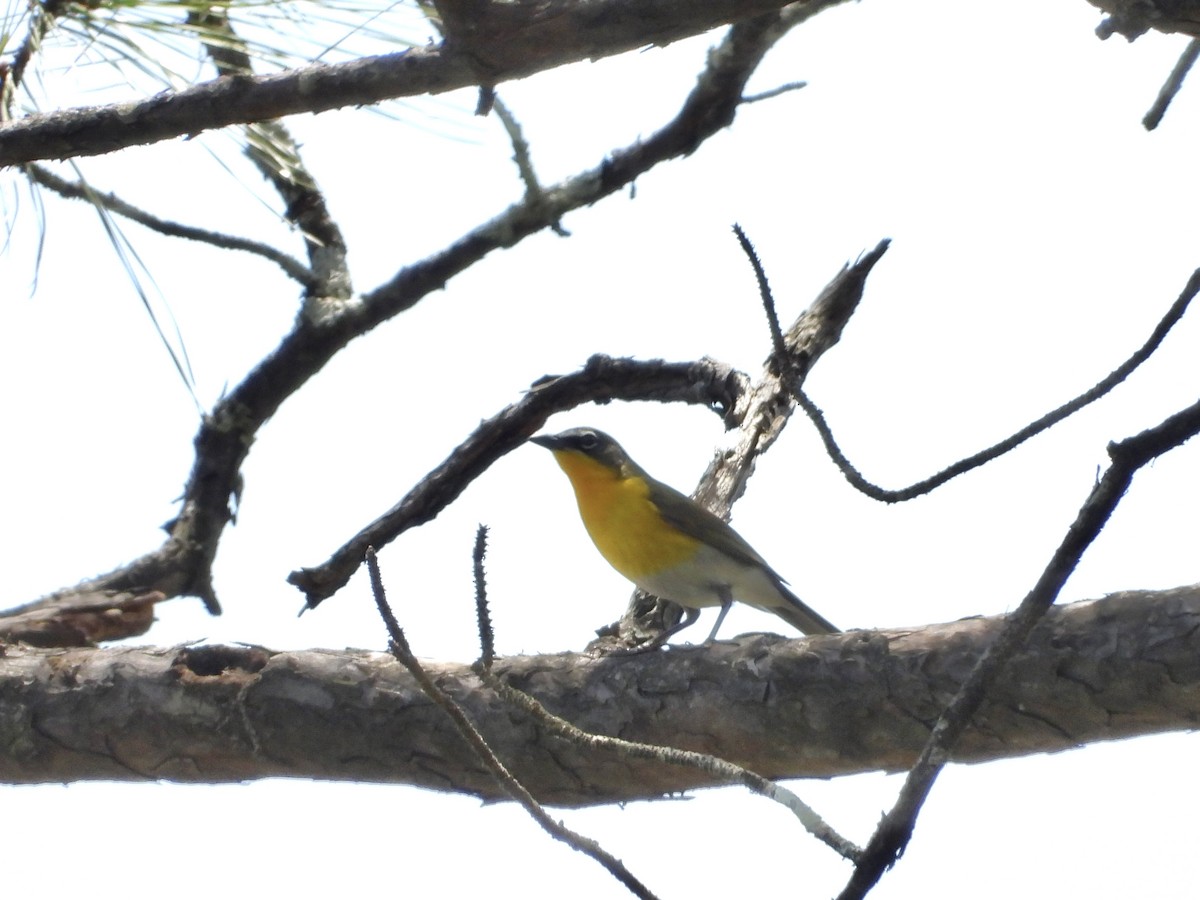 Yellow-breasted Chat - ML618334037