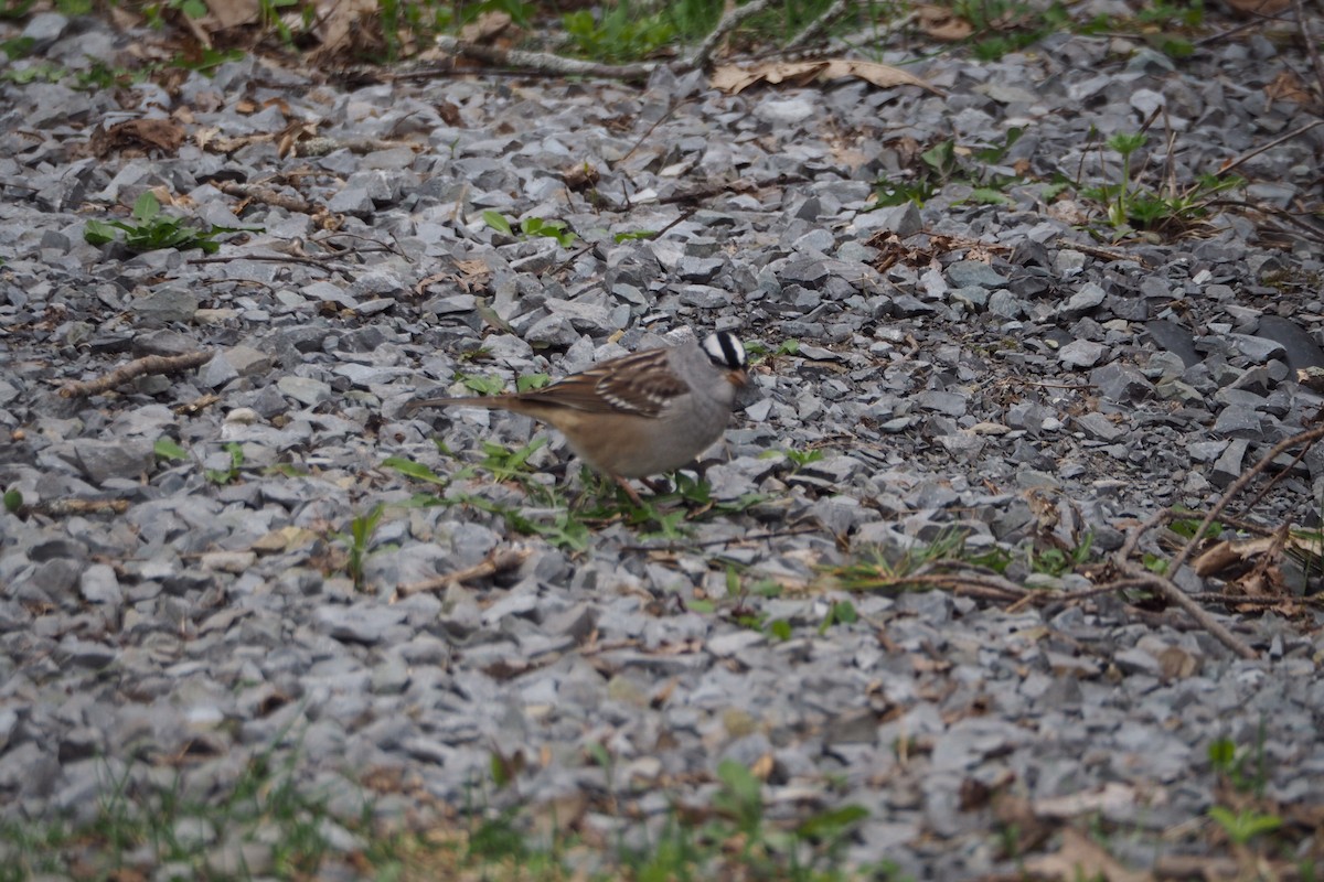 White-crowned Sparrow - ML618334058