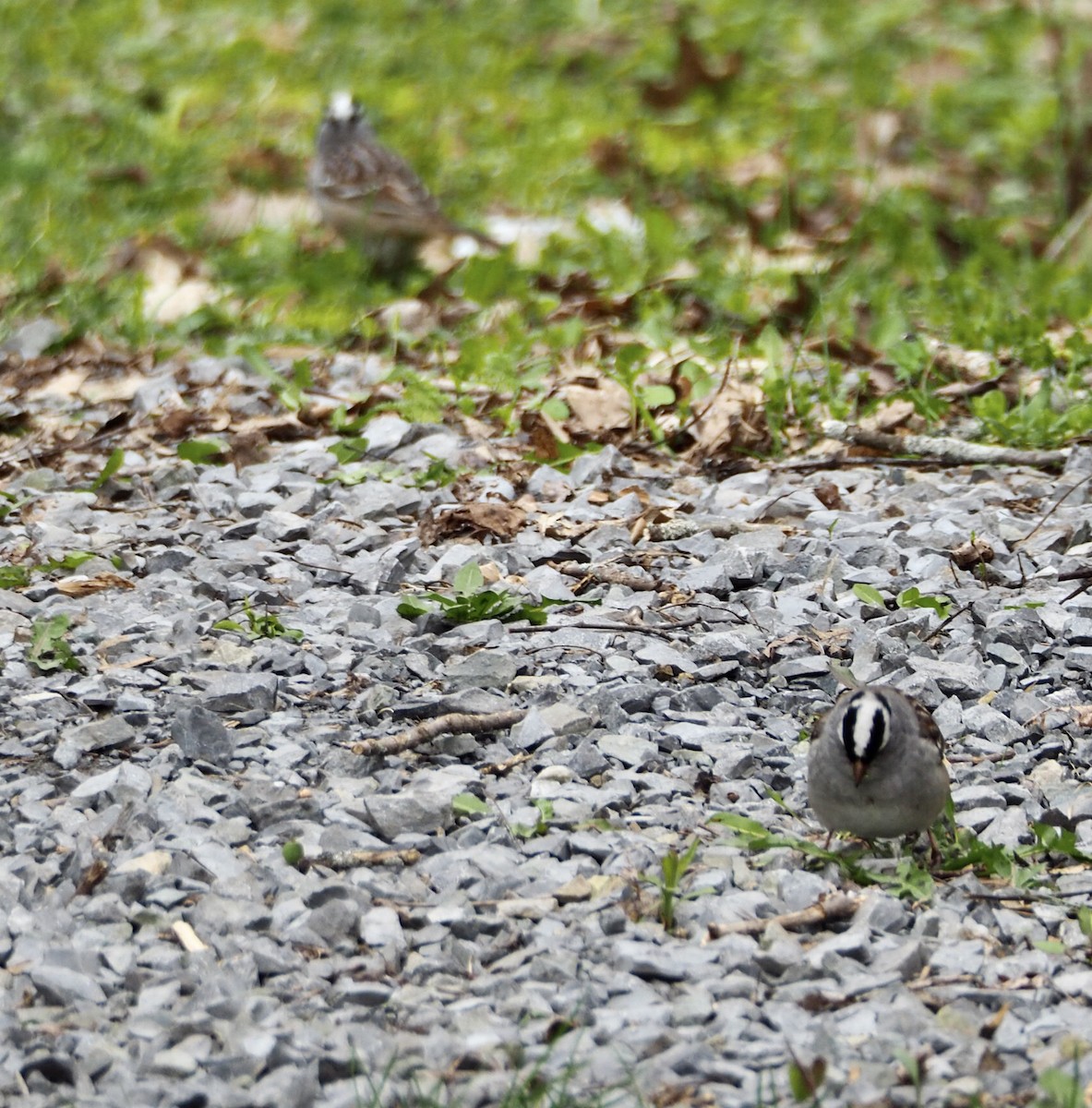 White-crowned Sparrow - ML618334059