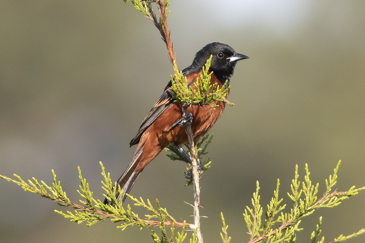 Orchard Oriole - ML618334087