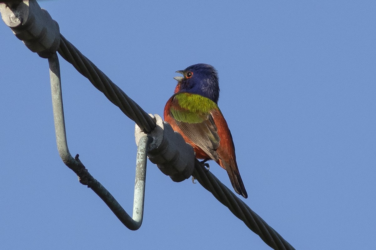 Painted Bunting - ML618334105