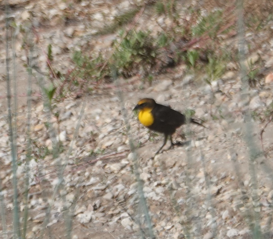 Yellow-headed Blackbird - ML618334131