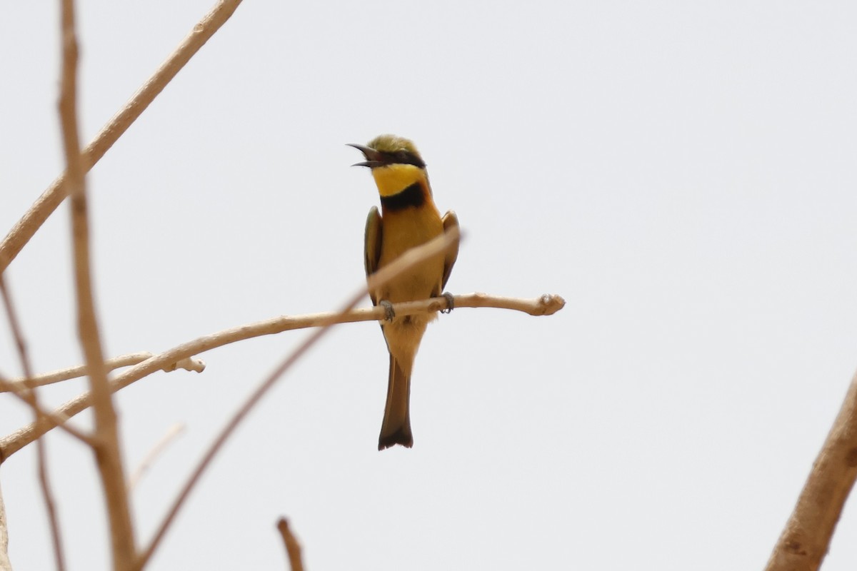 Little Bee-eater - ML618334132