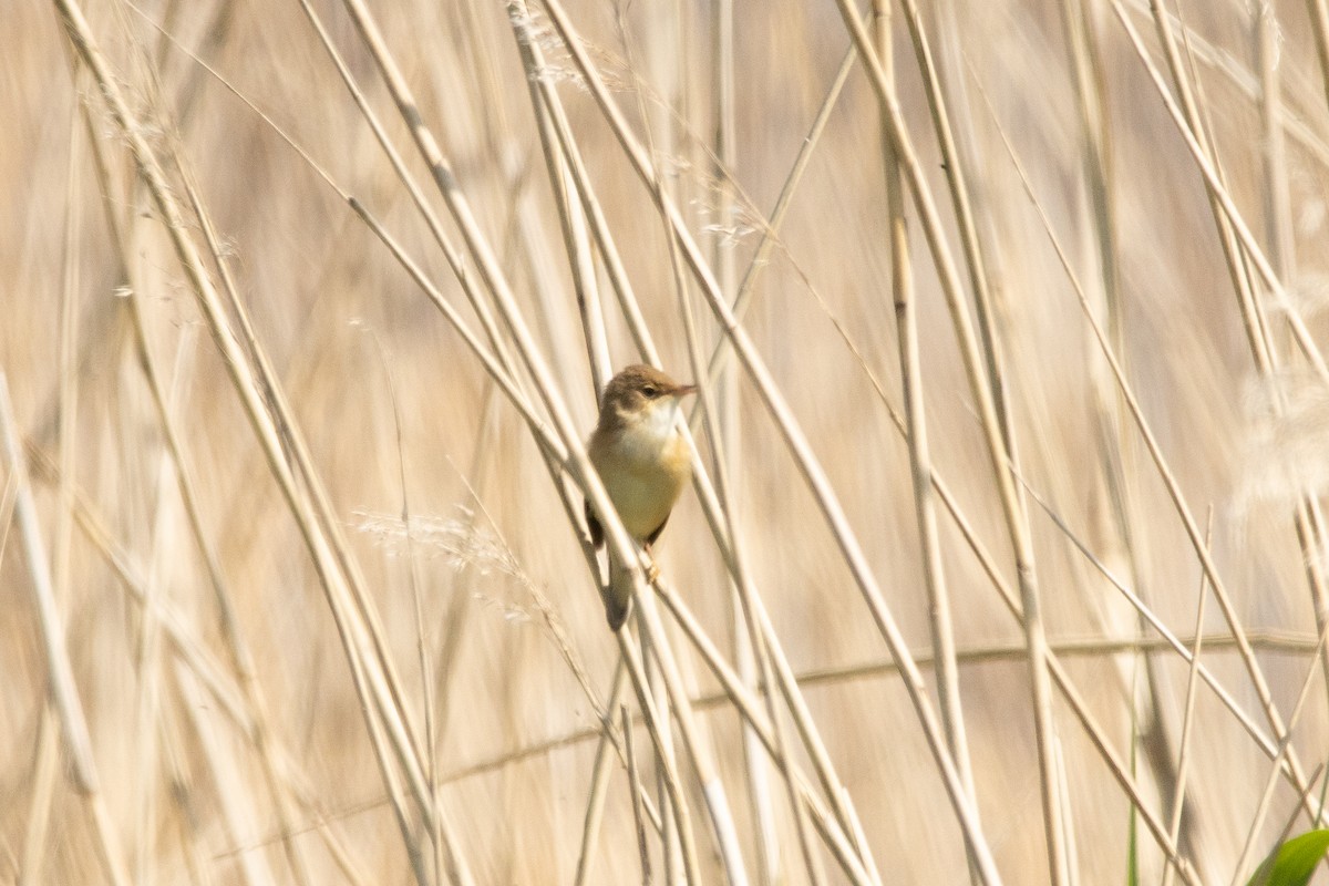 Common Reed Warbler - ML618334144