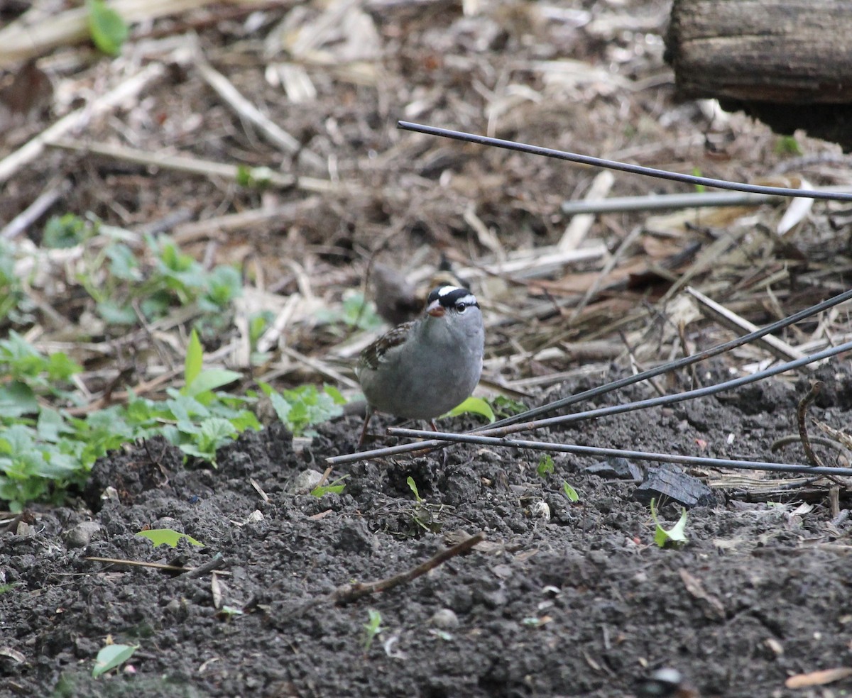 White-crowned Sparrow - ML618334182