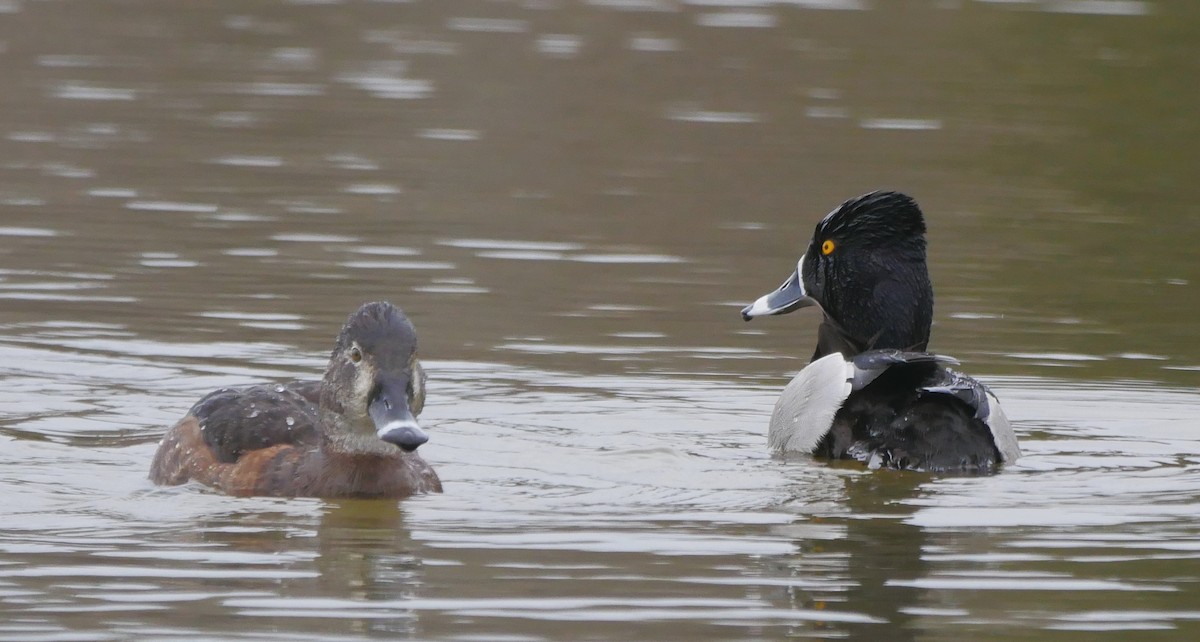 Ring-necked Duck - Michael Leahy