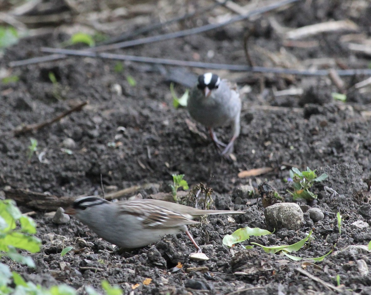 White-crowned Sparrow - ML618334194