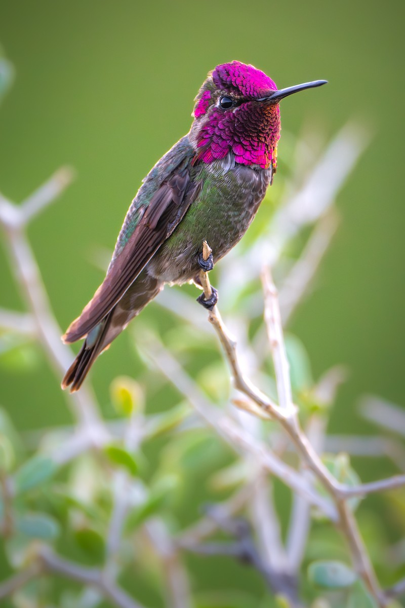 Anna's Hummingbird - ML618334196