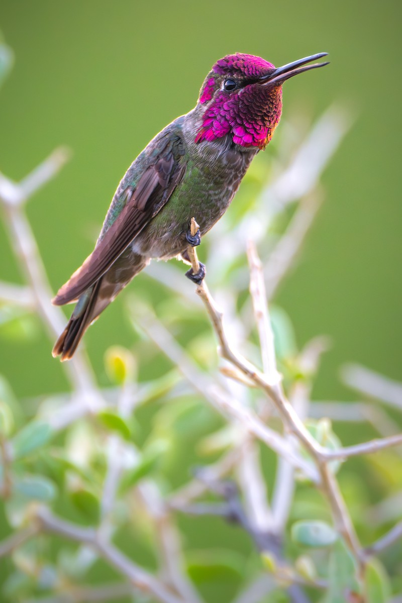 Anna's Hummingbird - ML618334199