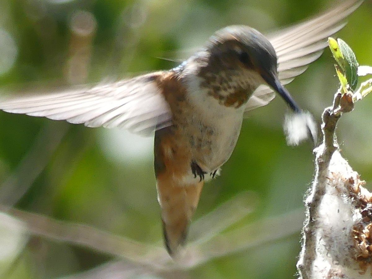 Allen's Hummingbird - ML618334204