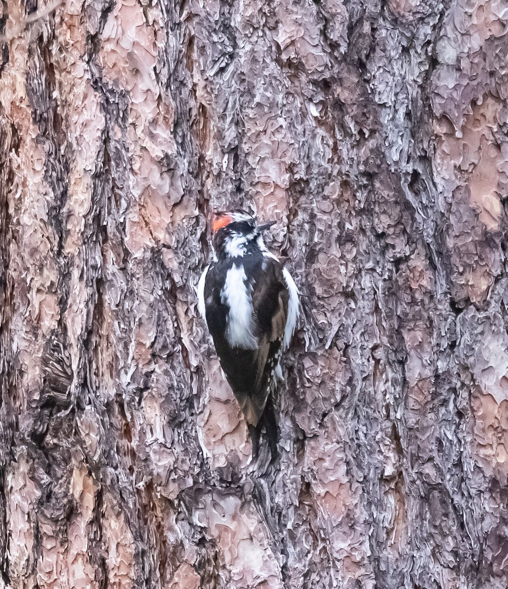 Hairy Woodpecker (Rocky Mts.) - ML618334207