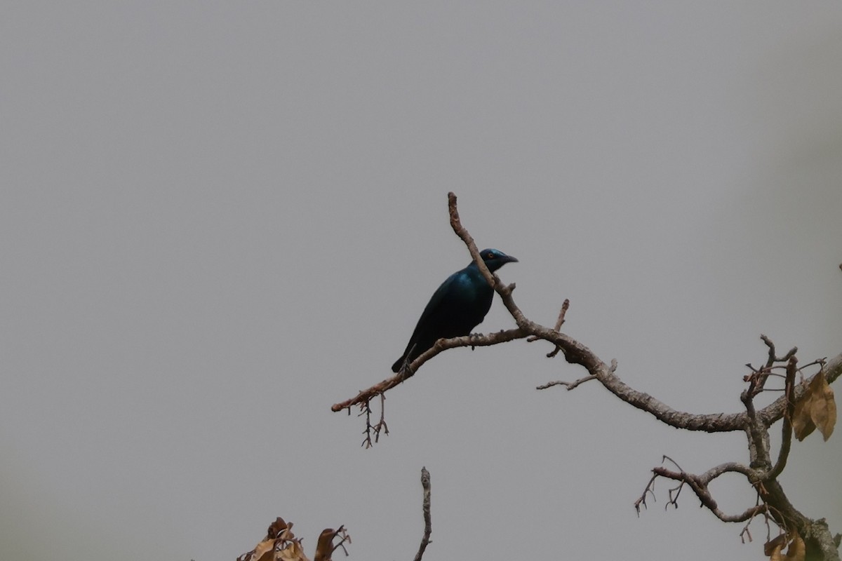 Greater Blue-eared Starling - ML618334233