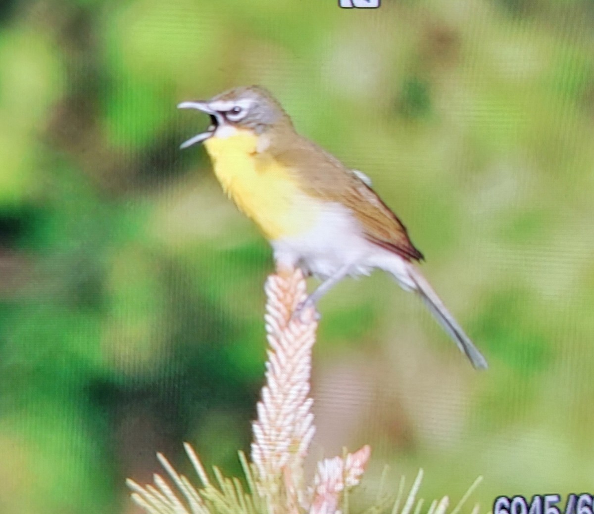 Yellow-breasted Chat - ML618334241