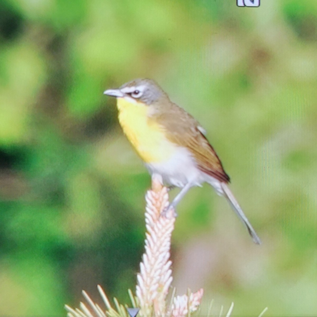 Yellow-breasted Chat - ML618334246
