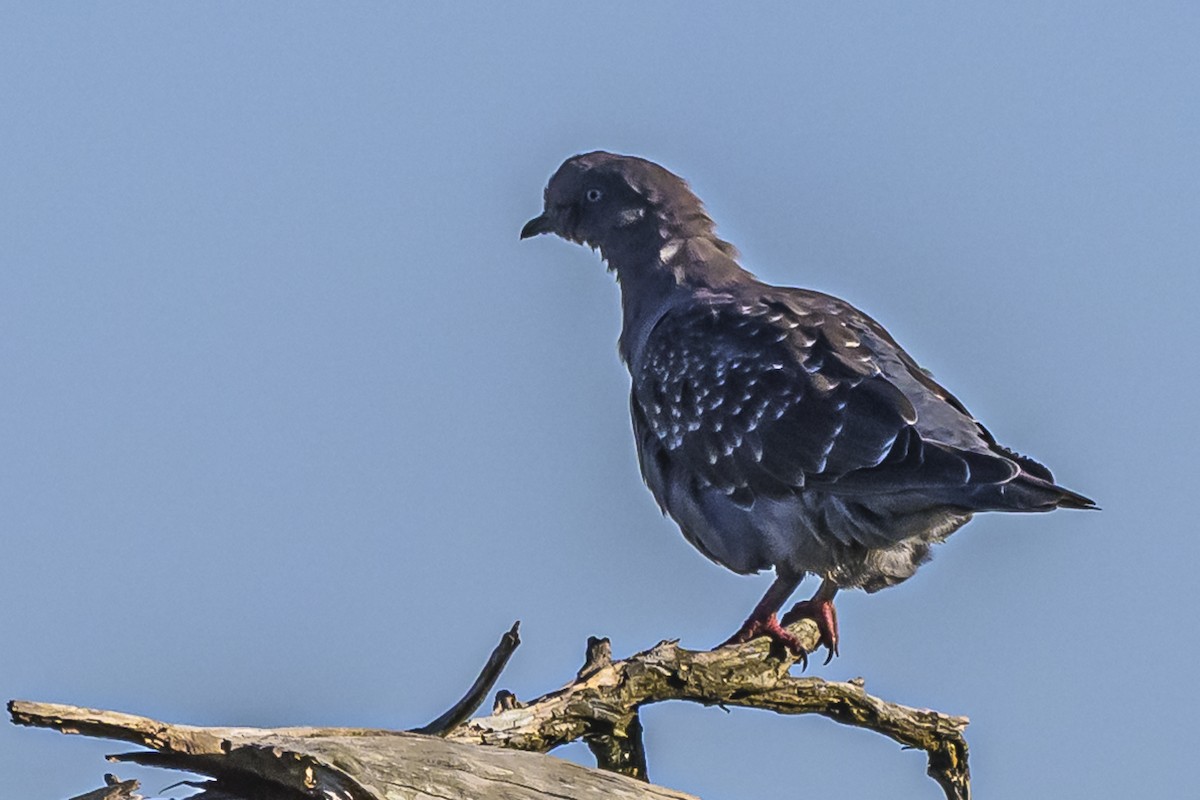 Spot-winged Pigeon - ML618334247