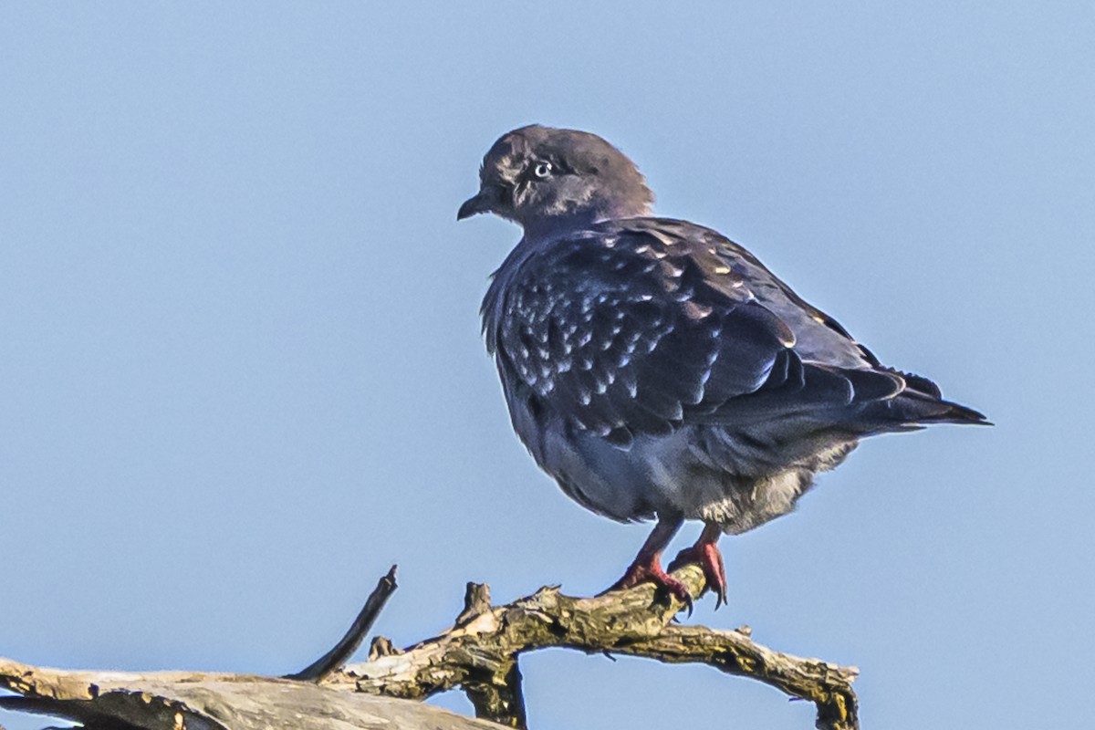 Spot-winged Pigeon - ML618334253