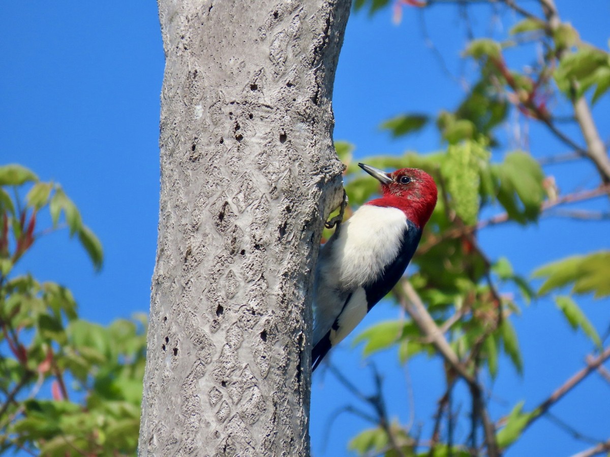 Red-headed Woodpecker - ML618334282