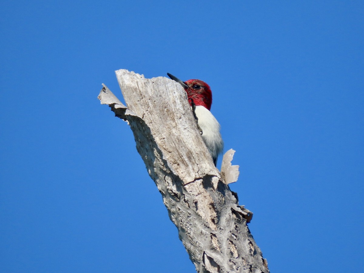 Red-headed Woodpecker - ML618334283
