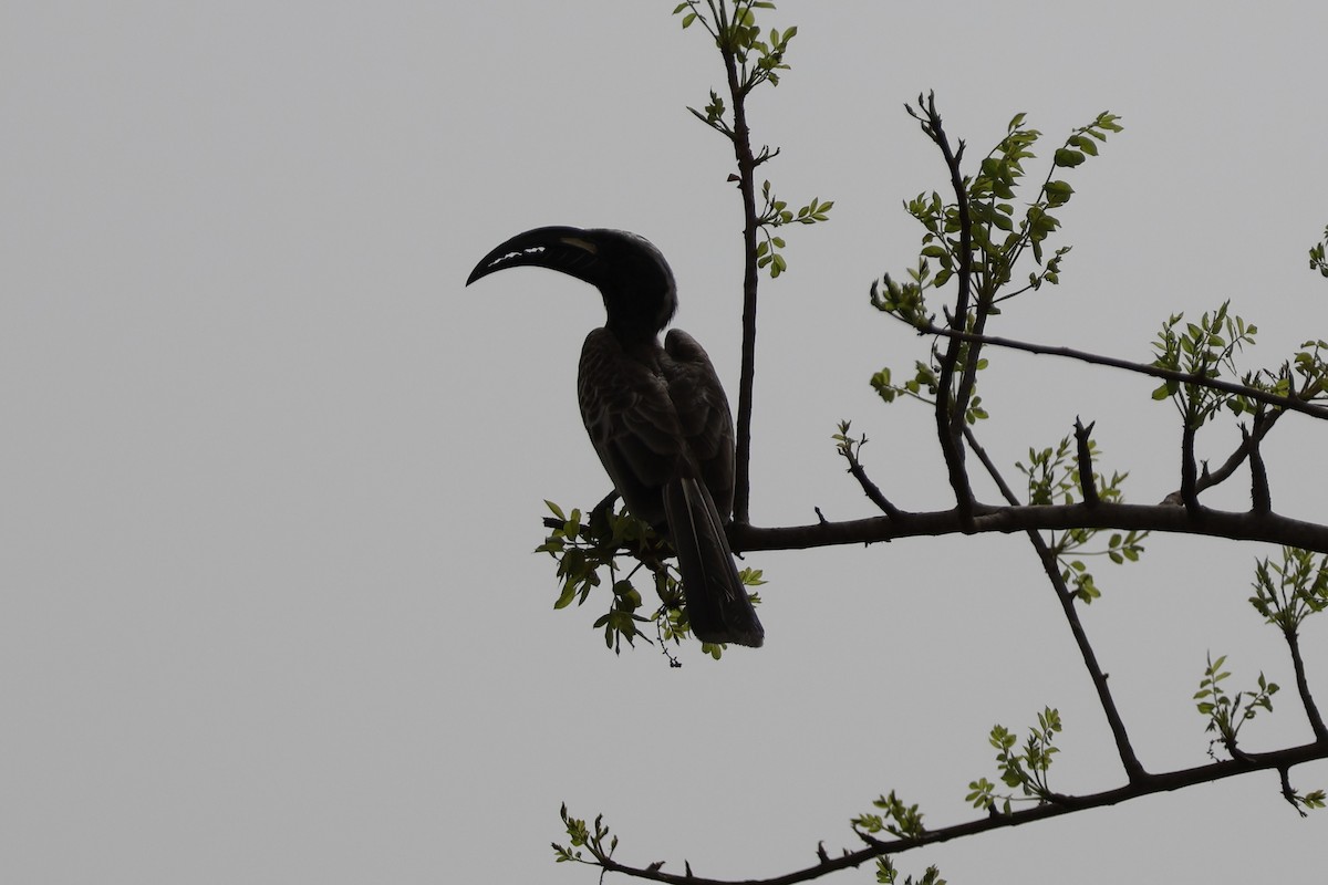 African Gray Hornbill - ML618334291