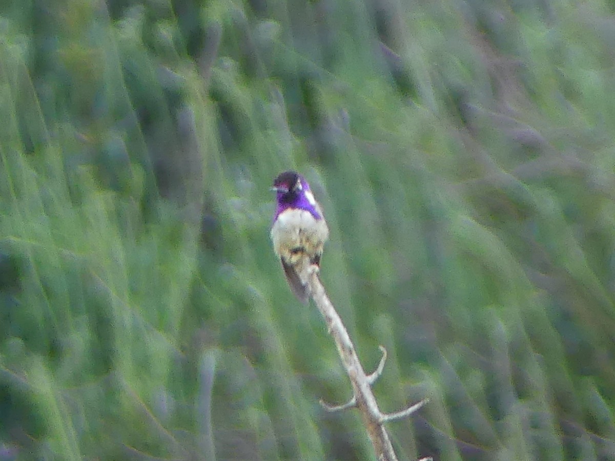 Costa's Hummingbird - ML618334301
