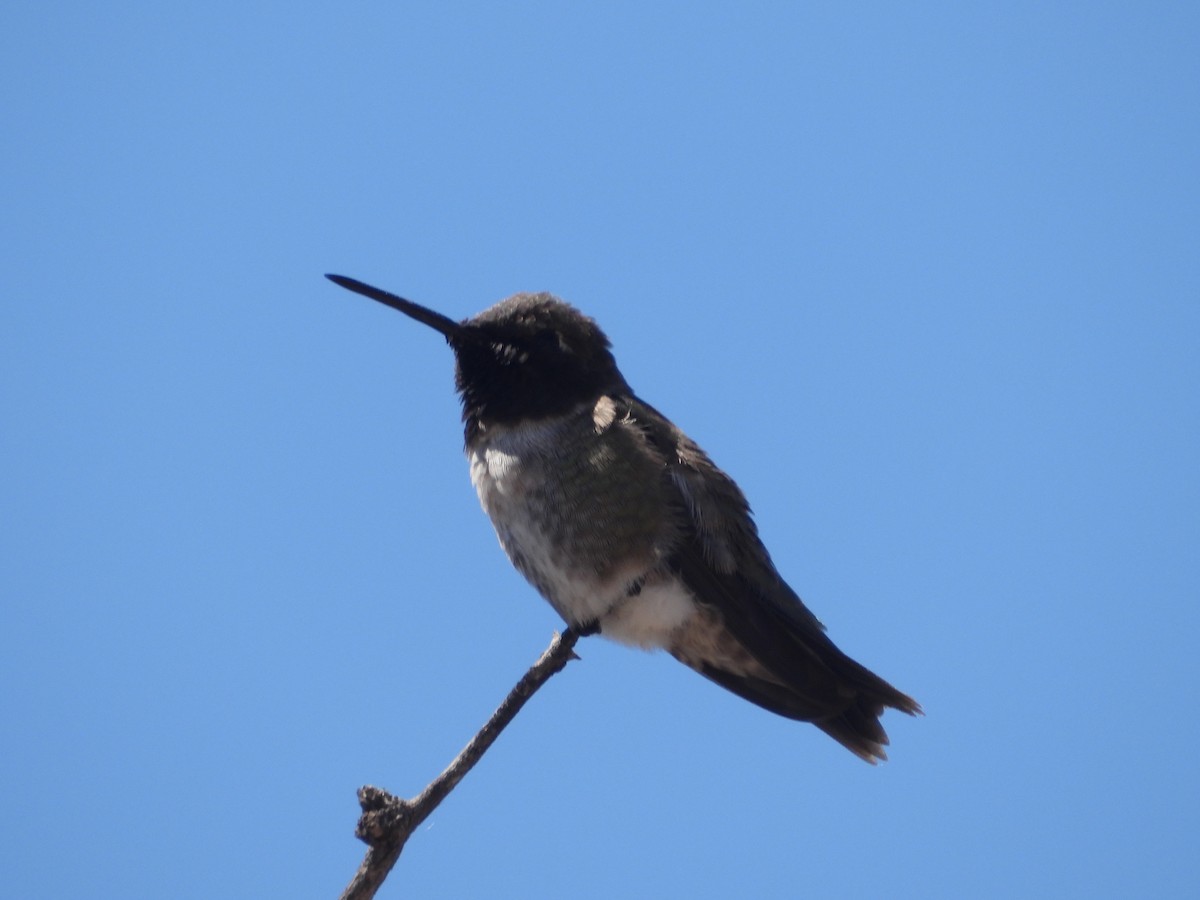 Black-chinned Hummingbird - ML618334328