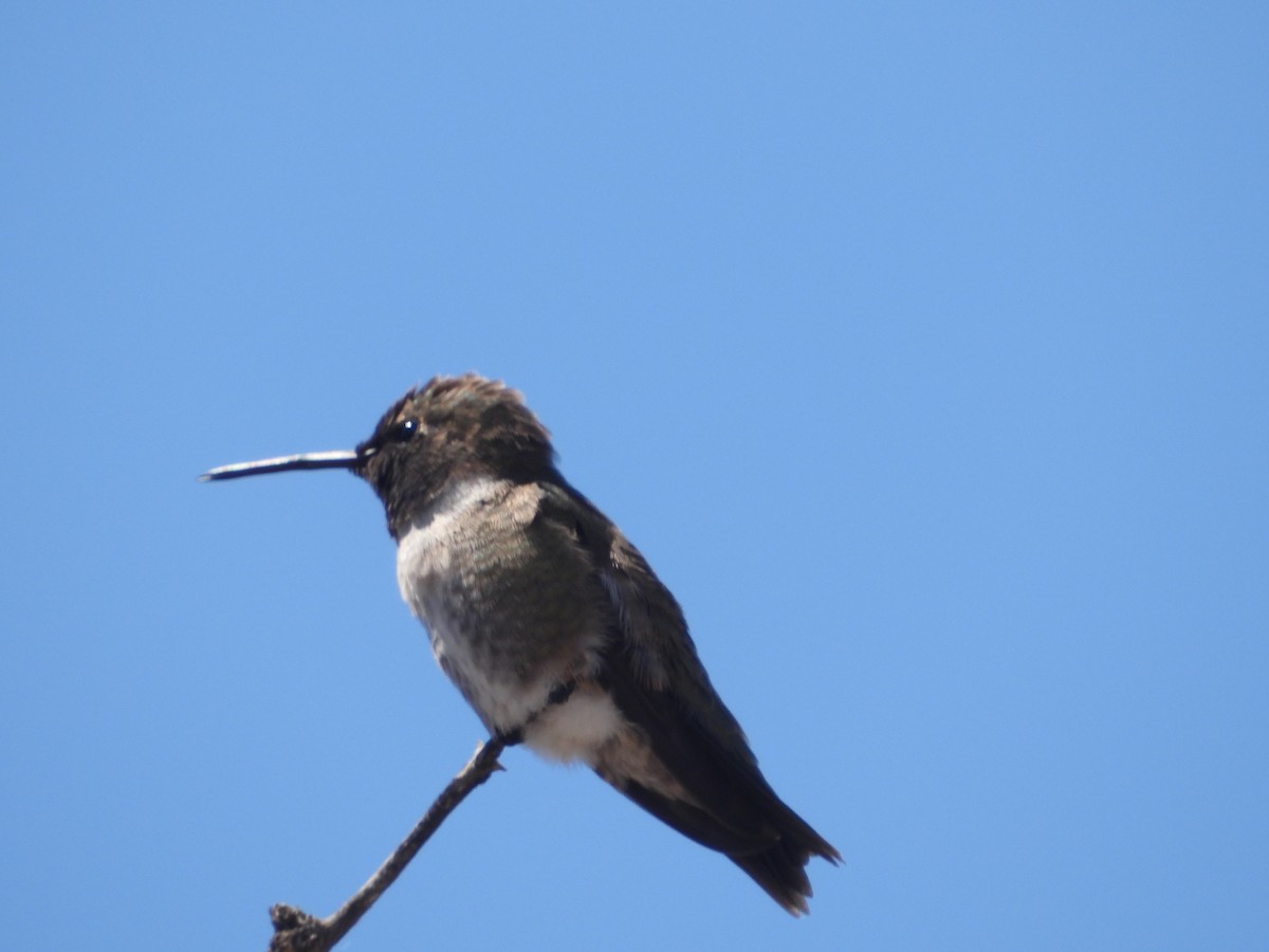 Black-chinned Hummingbird - ML618334329