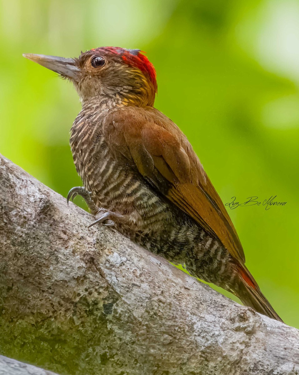 Red-rumped Woodpecker - ML618334332