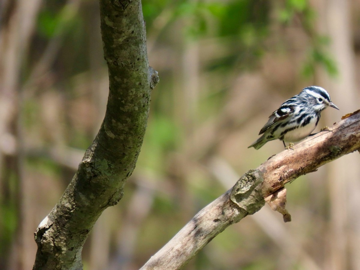 Black-and-white Warbler - ML618334336