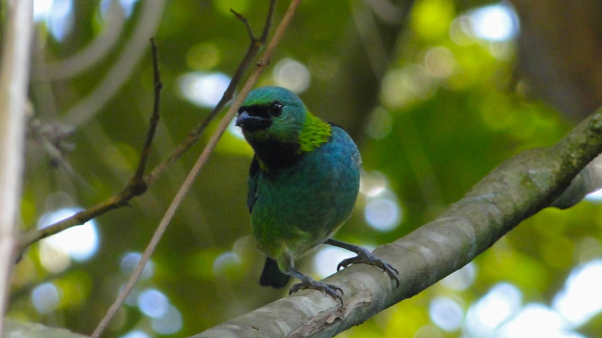 Green-headed Tanager - ML618334360