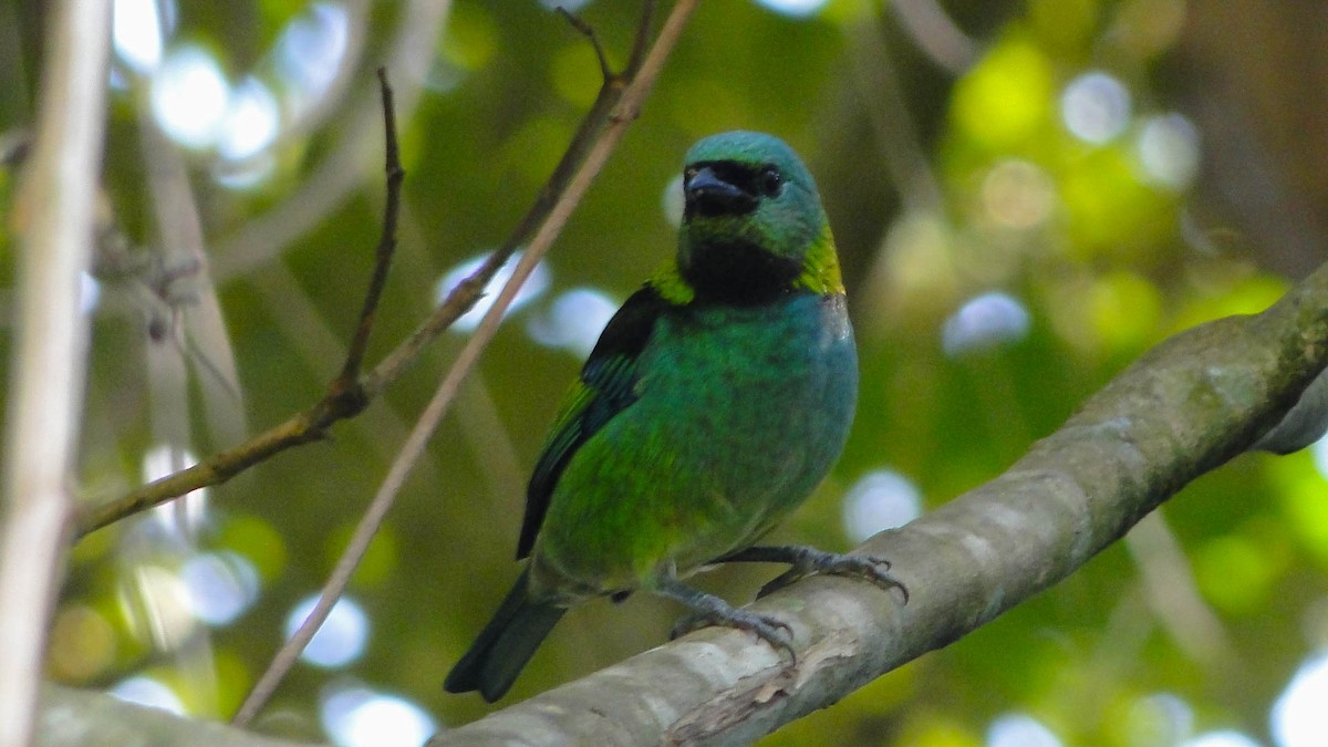 Green-headed Tanager - ML618334361