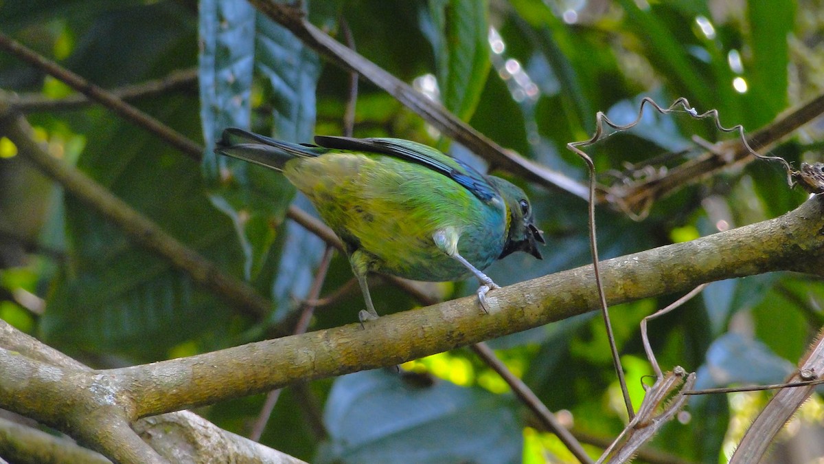 Green-headed Tanager - ML618334362