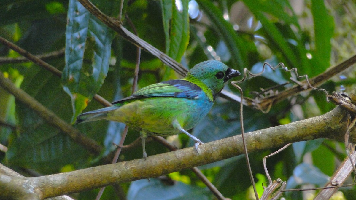 Green-headed Tanager - ML618334364