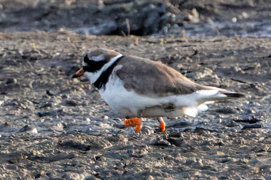 Common Ringed Plover - ML618334453