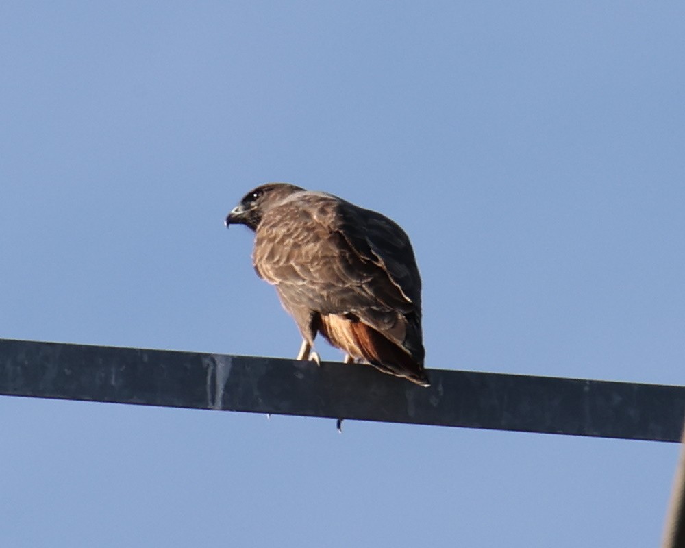 Red-tailed Hawk - ML618334455