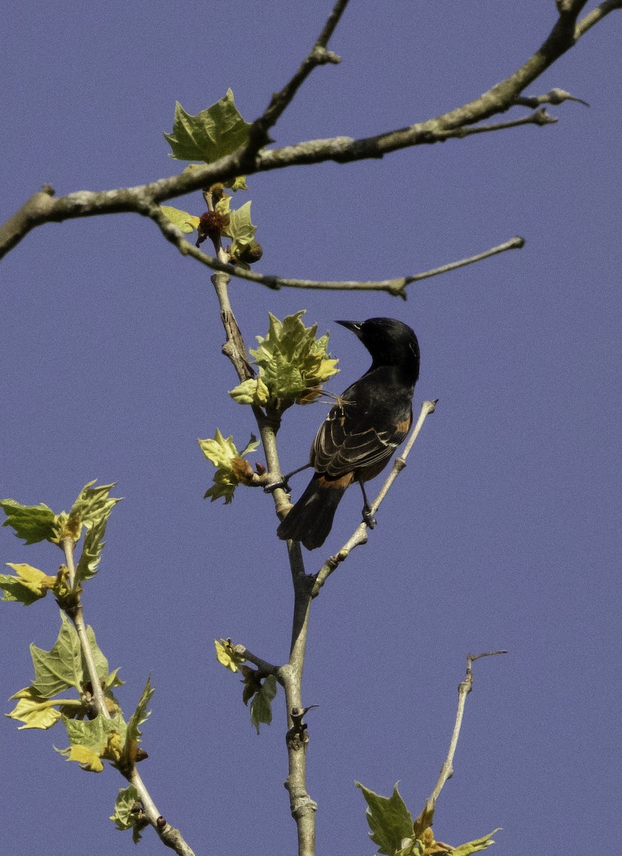 Orchard Oriole - ML618334467