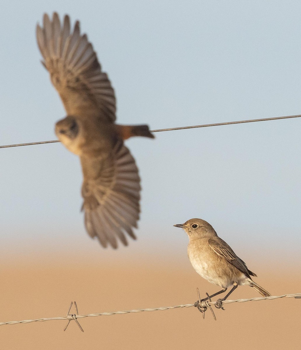 Sickle-winged Chat - ML618334480