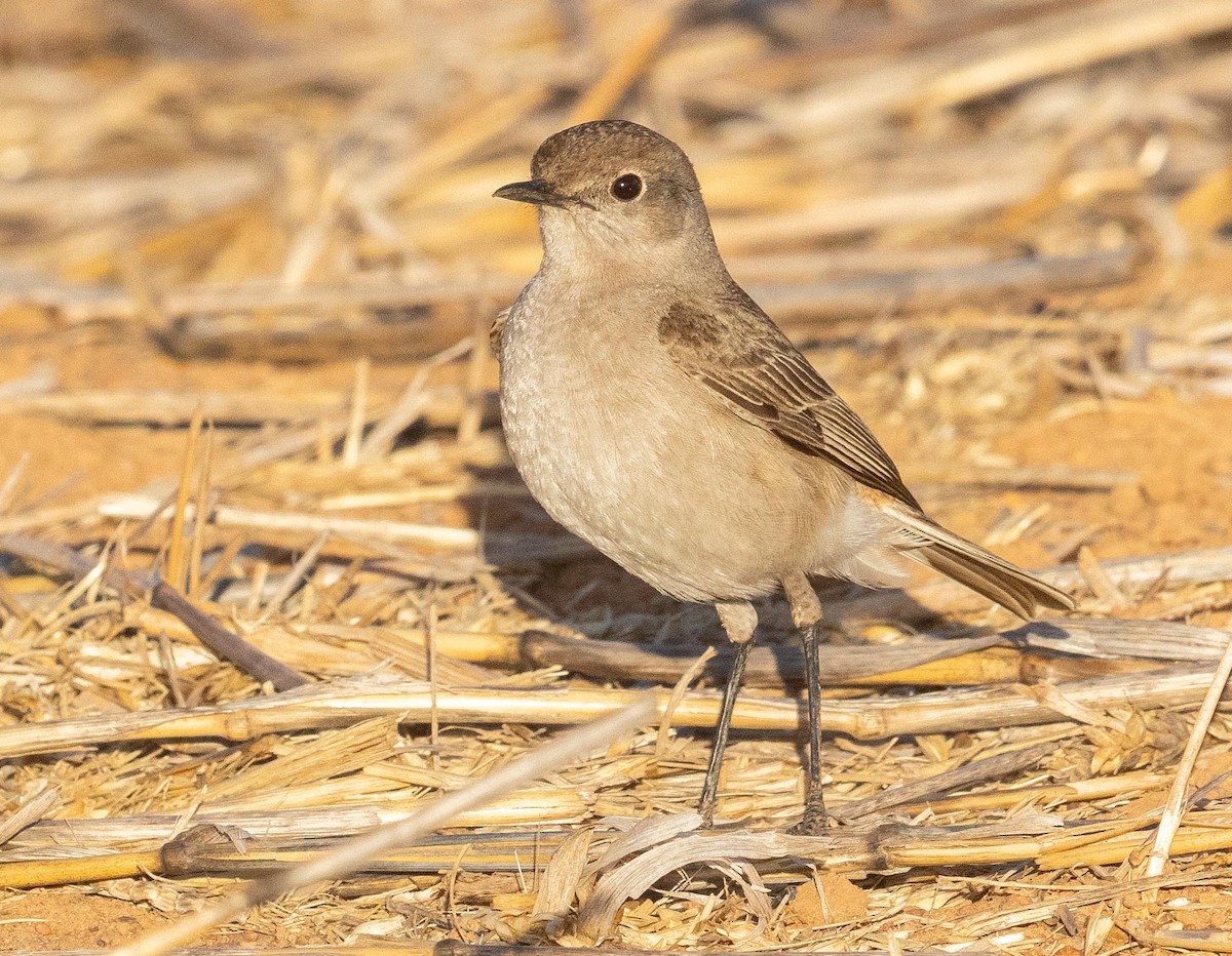 Sickle-winged Chat - ML618334481