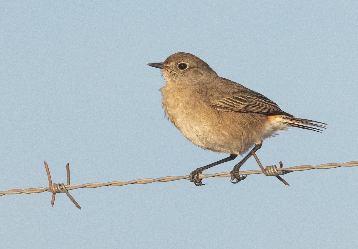 Sickle-winged Chat - ML618334482