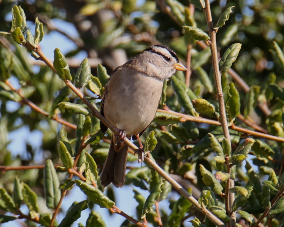 White-crowned Sparrow - ML618334493