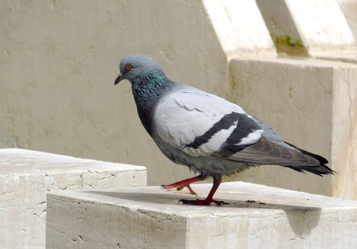 Rock Pigeon (Feral Pigeon) - ML618334510