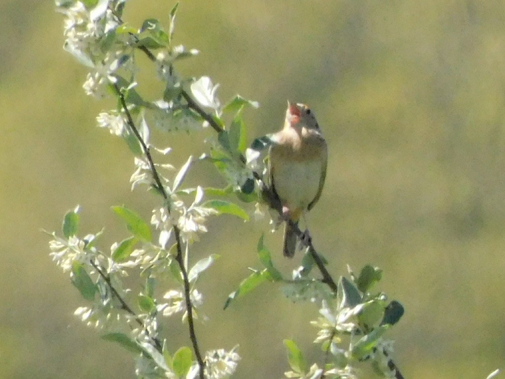 Grasshopper Sparrow - ML618334539
