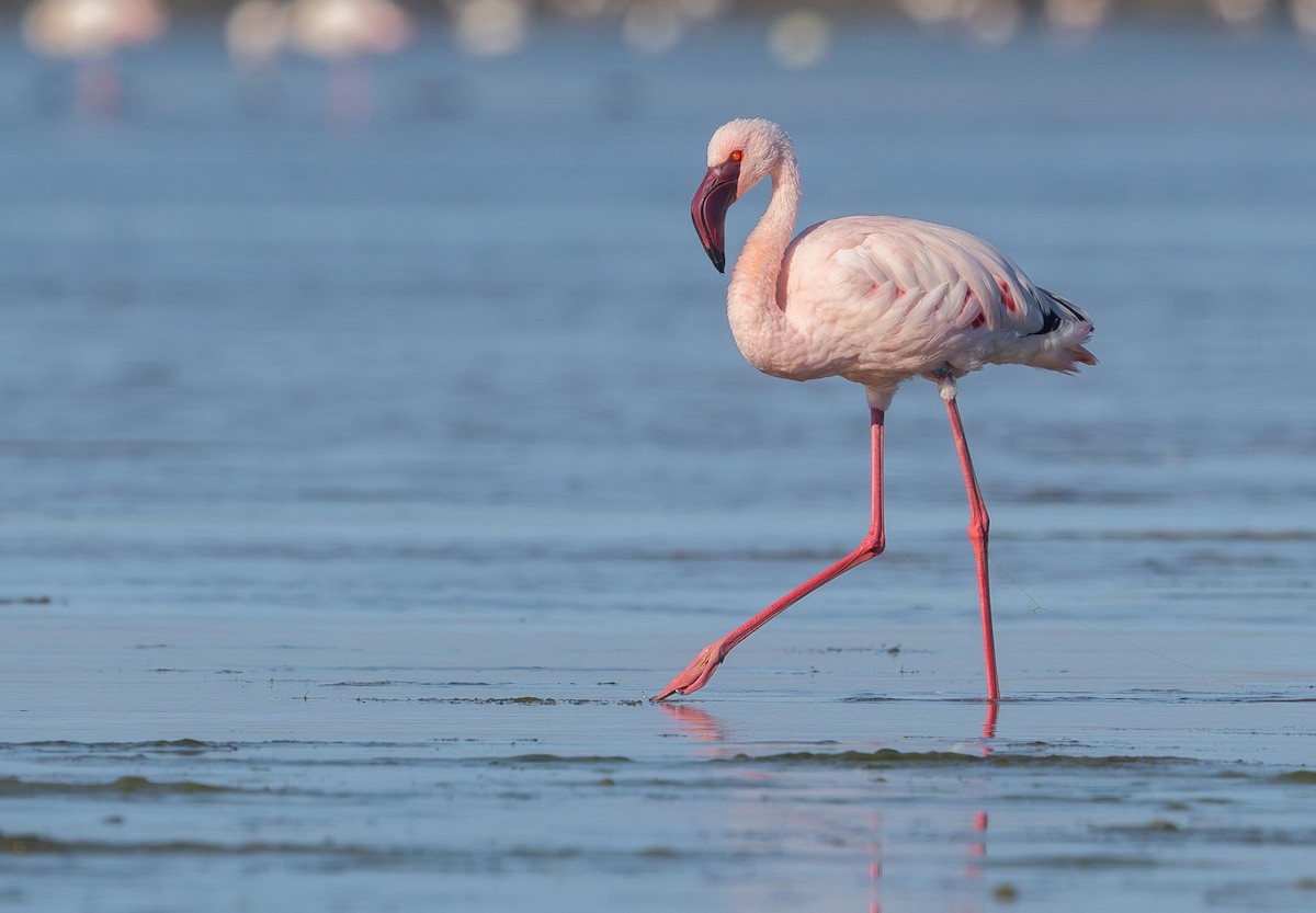 Lesser Flamingo - ML618334544