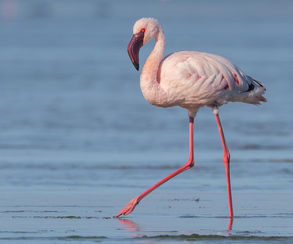 Lesser Flamingo - ML618334545